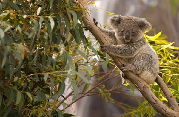 Reforestar con drones, un plan piloto para salvar a los koalas en Australia