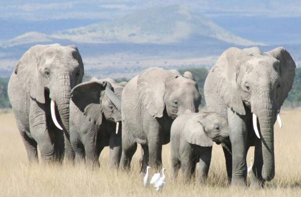El genoma de los elefantes africanos contiene el mayor número de genes relativos a los receptores olfativos .