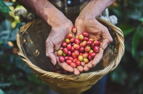 Café, la bebida favorita de los panameños