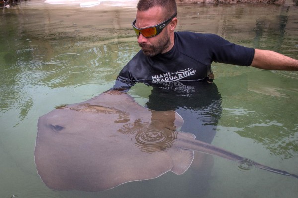 El Miami Seaquarium invita a interactuar con tiburones y mantarrayas