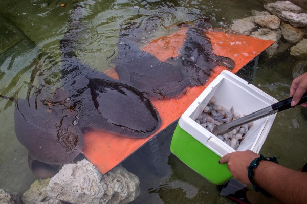 El Miami Seaquarium invita a interactuar con tiburones y mantarrayas