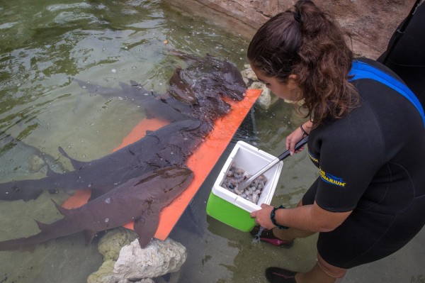 El Miami Seaquarium invita a interactuar con tiburones y mantarrayas