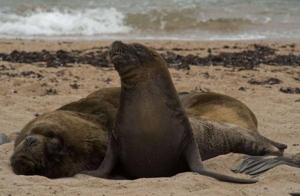 En Uruguay se encuentra la mayor población de lobos marinos.