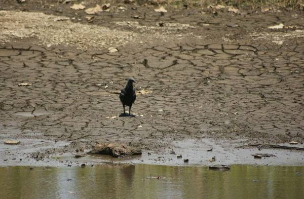 Esto es una muestra del río Big Creek, en Isla Colón.