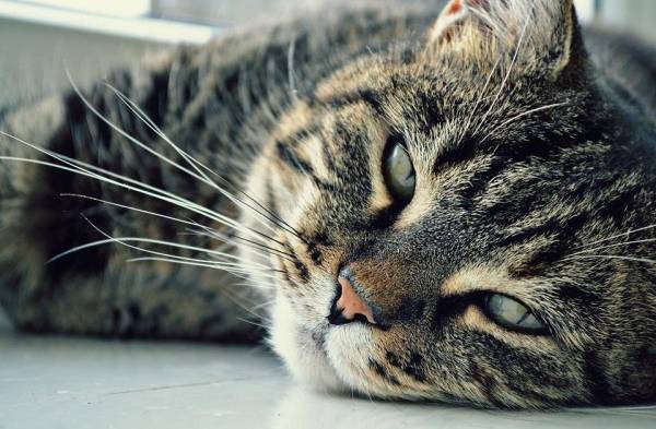 El gato atigrado, barcino, romano o tabby es un gato con un distintivo pelaje de rayas.