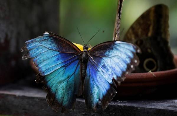 Una veintena de especies autóctonas son exhibidas en un mariposario de Panamá