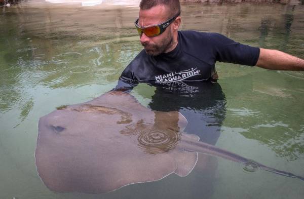 El Miami Seaquarium invita a interactuar con tiburones y mantarrayas