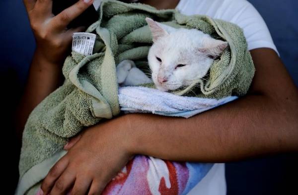 Perros y gatos serán beneficiados con esterilizaciones a bajo costo 