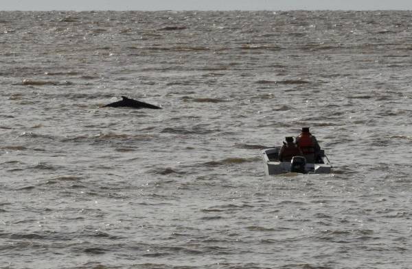 Ballena en Buenos Aires.
