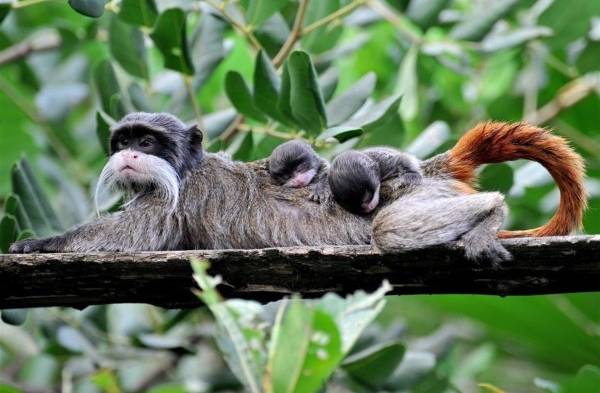 Nacen dos mellizos de tití emperador, especie en peligro de extinción