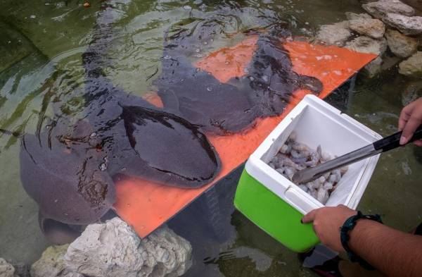 El Miami Seaquarium invita a interactuar con tiburones y mantarrayas