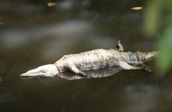 Algunos lagartos han fallecido por el azote del verano.