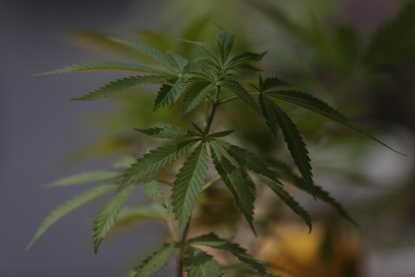 El cultivo asociativo de cannabis medicinal, a un paso de ser legal en Perú