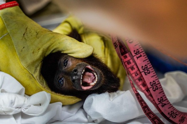 Mono aullador víctima del tráfico ilegal recupera su movilidad al ser rescatado 