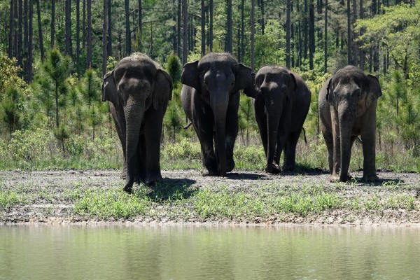 Llegan elefantes jubilados de circos a su nueva reserva natural en Florida