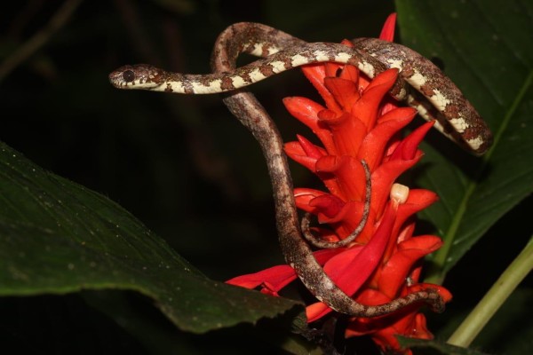 Panamá descubre nueva especie de serpiente