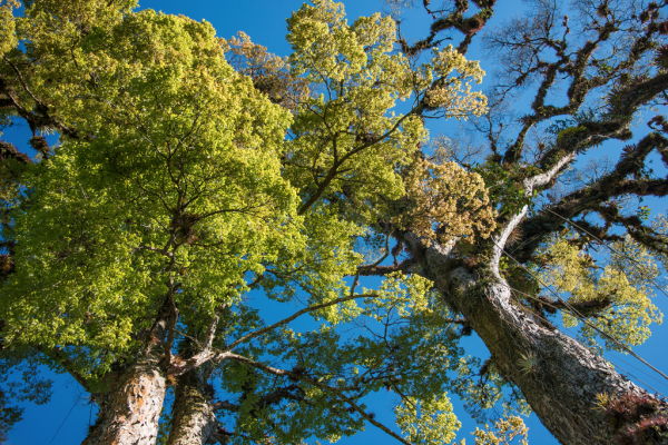 Costa Rica y PNUD lanzan un proyecto para sembrar 200.000 árboles
