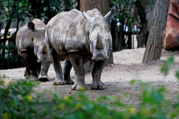 Una pareja de rinocerontes blancos, nuevos inquilinos del zoológico de Guatemala