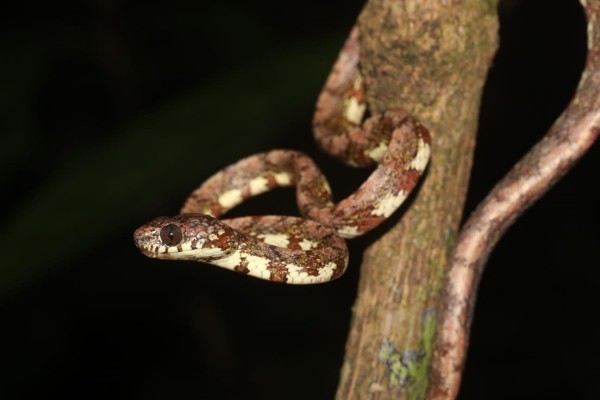 Panamá descubre nueva especie de serpiente