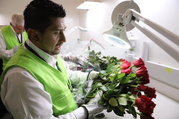 Colombia y el reto de exportar 600 millones de flores por San Valentín