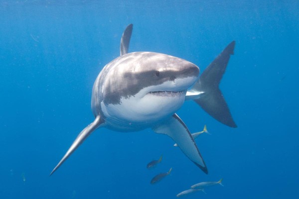 La hipótesis original de los orígenes del tiburón blanco es que comparte un ancestro común con un tiburón prehistórico, como el Megalodón.