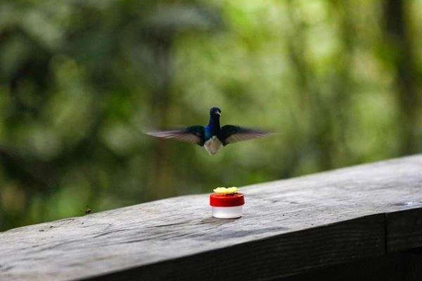 Global Big Day 2026: Panamá en el top mundial de observación de aves