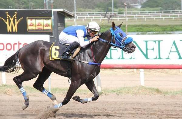 Ejemplar El Criollo Barú.