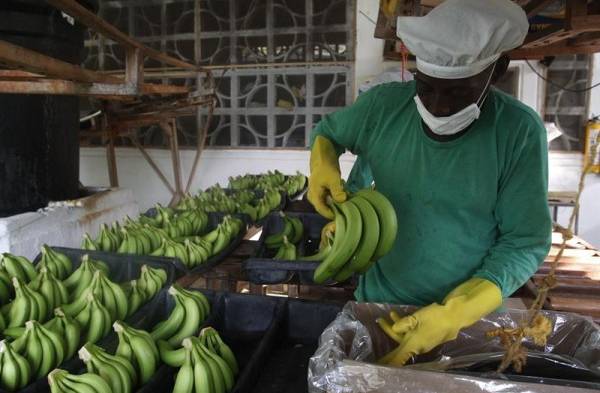 Colombia en alerta por posible presencia del mal de Panamá en zona bananera