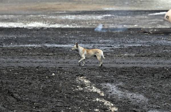 Fotografía tomada el pasado 10 de agosto en la que se registró a un perro al caminar sobre los restos de los incendios en la zona industrial del puerto de Matanzas (Cuba).