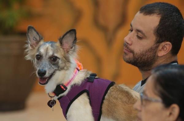 Animales reciben bendición en misa por su patrono San Francisco de Asís