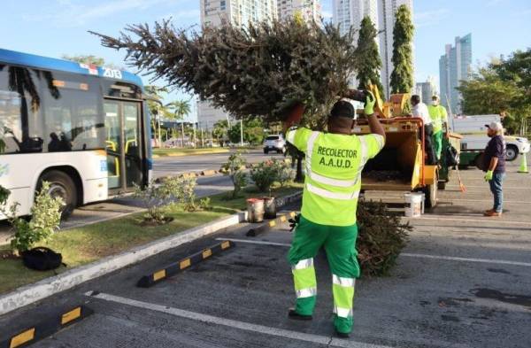 Activarán centros de acopio de arbolitos