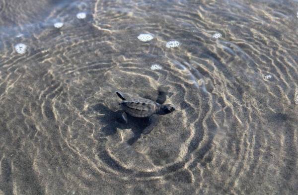 La tortuga baula también conocida como canal está en estado crítico de extinción