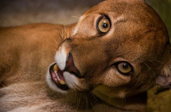 El puma, león de montaña, león o pantera ​ es un mamífero carnívoro de la familia Felidae nativo de América.