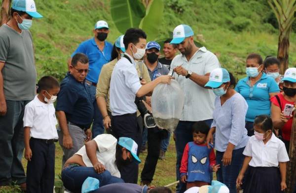 Organizaciones gubernamentales  realizan siembra de tilapias en Capira