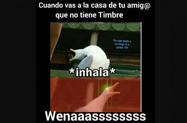 El origen y los mejores memes de la famosa gaviota de las redes sociales&nbsp;