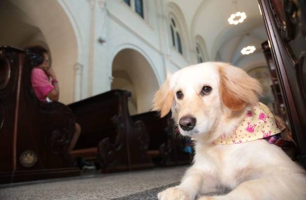 Animales reciben bendición en misa por su patrono San Francisco de Asís