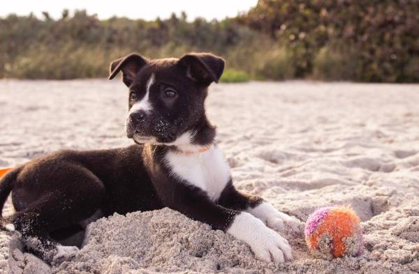 Viajar con mascotas es posible, asegura veterinaria 