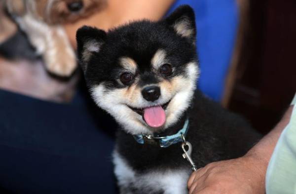 Animales reciben bendición en misa por su patrono San Francisco de Asís