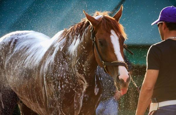 California Chrome es bañado popr su cuidador.