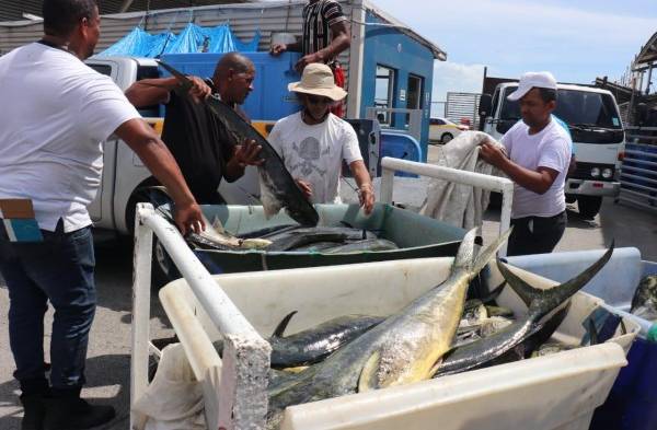 Mil 500 libras de pescado dorado fueron decomisadas