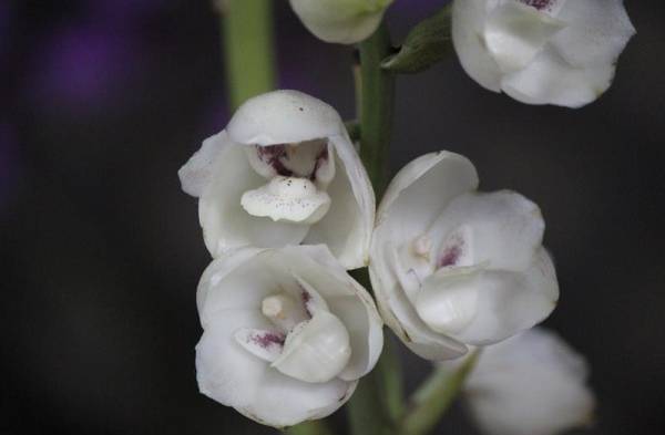 La belleza de la flor del Espíritu Santo se abre paso en una finca chiricana