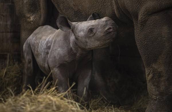 Bautizan Kiev a rinoceronte negro oriental en serio peligro de extinción