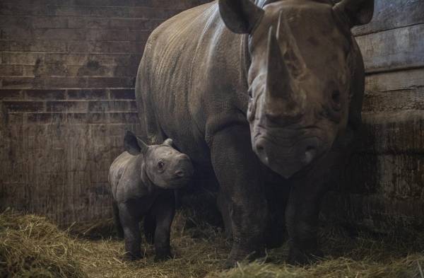 Bautizan Kiev a rinoceronte negro oriental en serio peligro de extinción