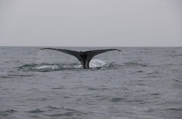 Canal de Panamá delimita tráfico y velocidad de buques para cuidar ballenas