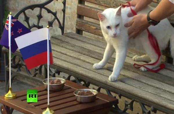 El gato sordo Aquiles, oráculo del Mundial de Rusia