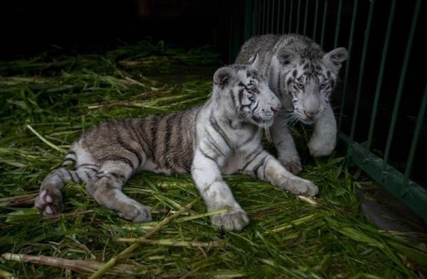 El Zoológico de Nicaragua acoge dos crías del amenazado tigre blanco