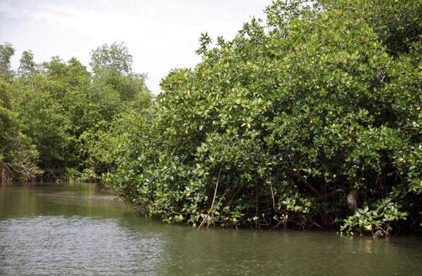 Una hectárea de manglar puede almacenar 3 mil 754 toneladas de carbono.