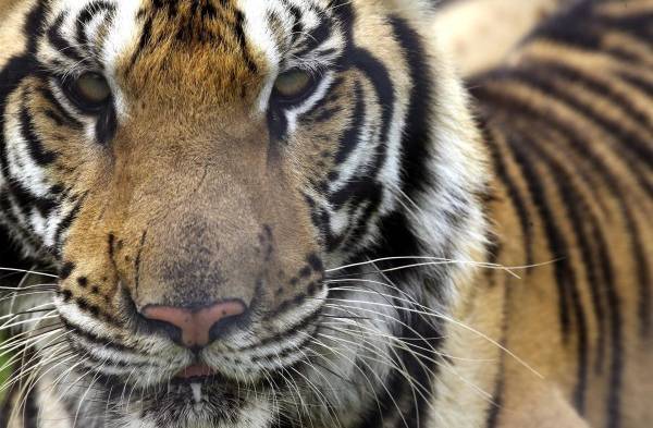 La nueva vida de once tigres abandonados por la covid en un zoo de Tailandia