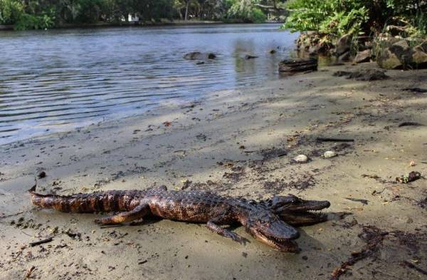 Cocodrilo con dos cabezas sorprende a Florida