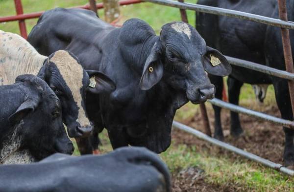 Entregan 15 toros lecheros a productores en Coclé y Panamá Oeste